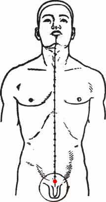 kinteki pressure point near groin